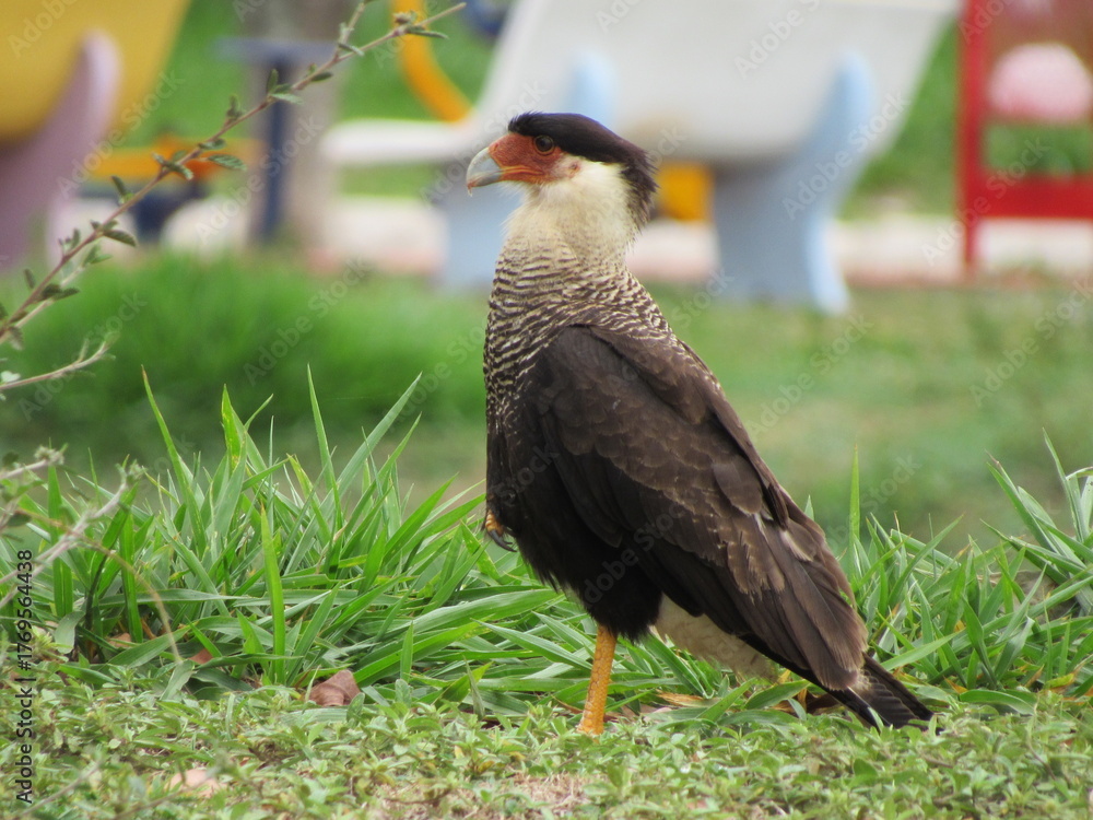 Obraz premium Southern Caracara standing on grass in park area