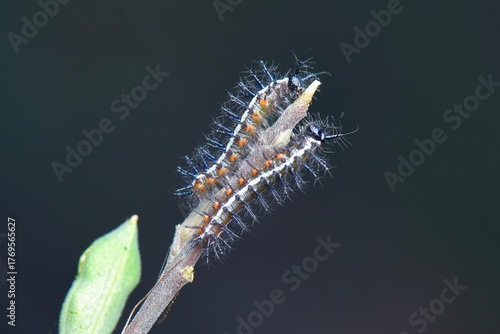 Caterpillar  on leaf in tropical  forest