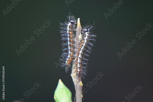 Caterpillar  on leaf in tropical  forest