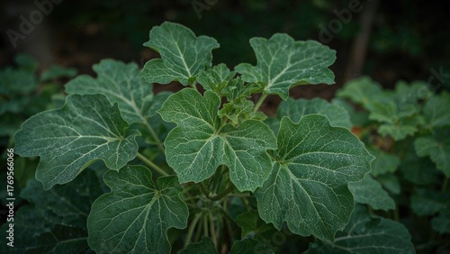 Green background. The leaves of the zucchini plant.