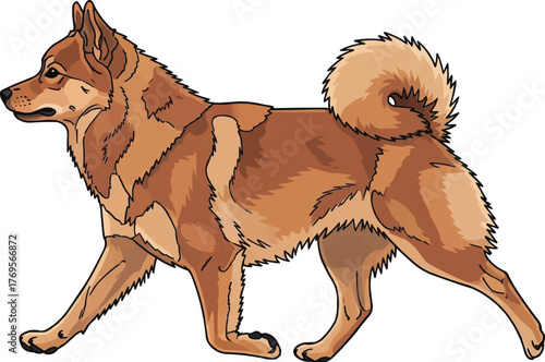 Finnish Spitz dog walking trotting side view vector illustration