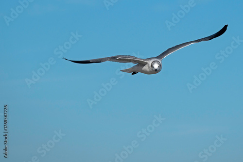 Laughing Gull soaring in a blue sky.
