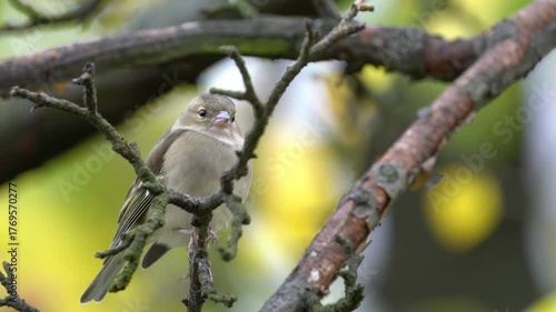 Eurasian Chaffinch on tree, watching, female (Fringilla coelebs) - (4K)
