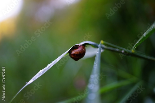 Schnecke am Grashalm