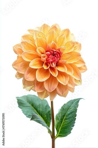 Fiore di dalia giallo isolata su sfondo bianco trasparente. Ripresa minimalista e ravvicinata.