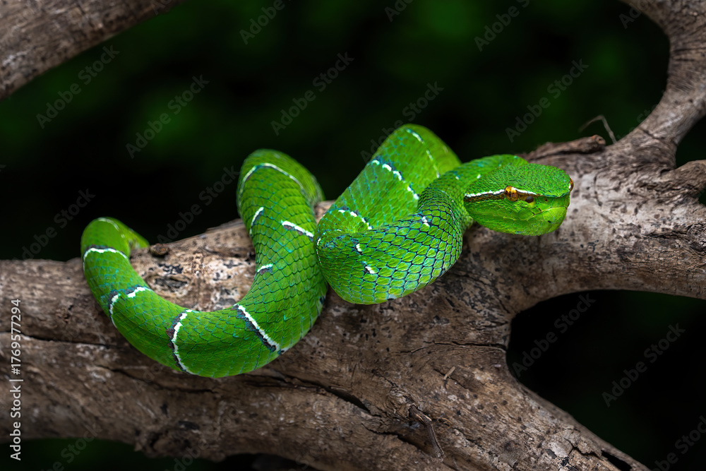 Obraz premium Sulawesi keeled green pit viper (Tropidolaemus laticinctus) is an endemic venomous snake species from Sulawesi Island, Indonesia.