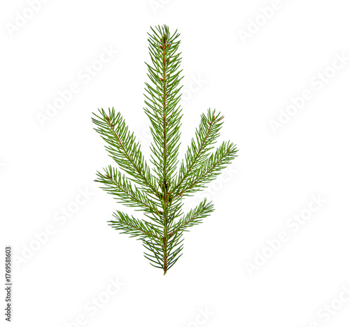 Tannenzweig  freigestellt auf weissem Hintergrund