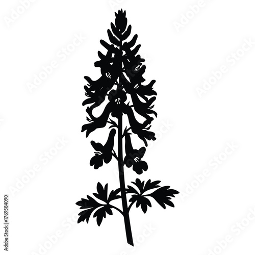 Dramatic black silhouette of a larkspur flower stalk on white background