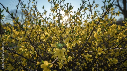 Forsythia, yellow bush in spring park - early spring