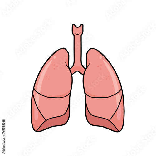 Human lungs anatomy illustration in cartoon style. Simple medical vector showing respiratory system, perfect for healthcare, biology, education, and anatomy infographics