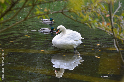 White swan (Cygnus Olor) standing in the water and wild ducks mallard swimmig in the autumn pond .Wild fauna, water birds ,wildlife protection.