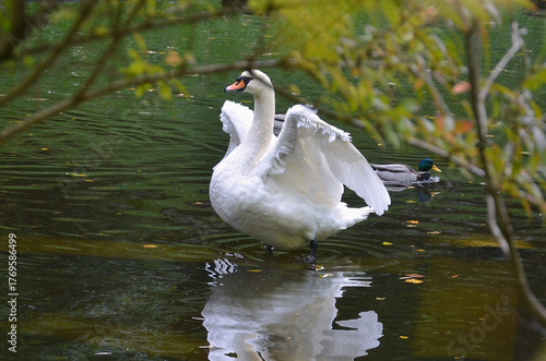 White wild swan (Cygnus Olor) standing in the water of autumn pond and spreads its wings.Water birds,swan  in autumn, fauna, wildlife protection.
