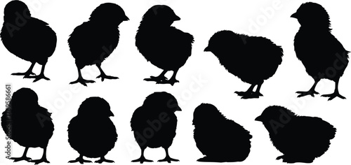 Baby chick silhouette vector illustration set, cute little chickens standing and sitting poses, poultry farm animals, spring newborn birds design element collection