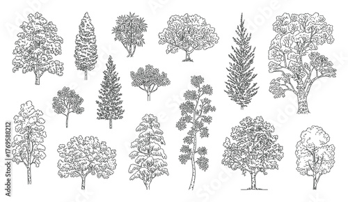 Coniferous and Deciduous Trees Vector – Line Drawing for Architecture Plans, Landscape Design, Garden Layouts, Urban Planning, Environmental Projects, or Educational Illustrations