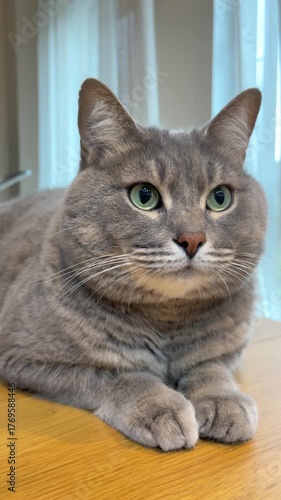 Gray cat laying on a wooden dining table, watching attentively as if waiting for food, cozy home scene with a calm and curious pet.
