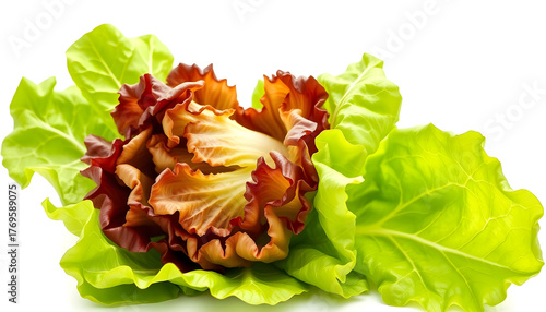 Fresh lettuce isolated on white background with clipping path