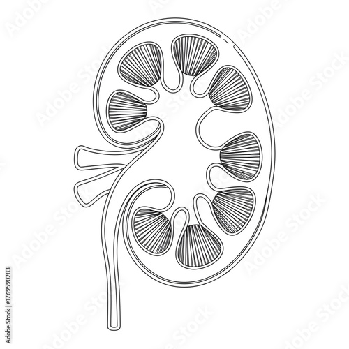 The kidney is a vital organ that filters blood
