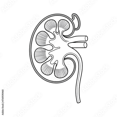 The kidney is a vital organ that filters blood, removes waste, balances fluids, and helps maintain overall body health.