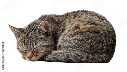 a sleeping gray tabby cat curled up in a cozy position, showcasing its soft fur and peaceful demeanor on a transparent background