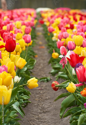 Between the rows of colorful tulips in blossom     
