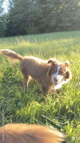 Two dogs are playing in a grassy field
