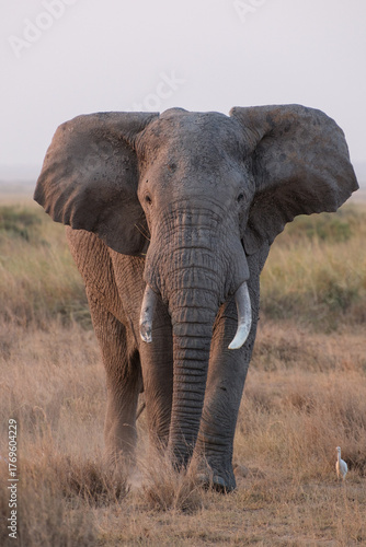 Photography African Elephant in Amboseli National Park