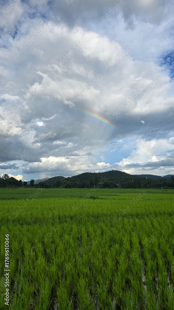 Obraz premium green field and sky