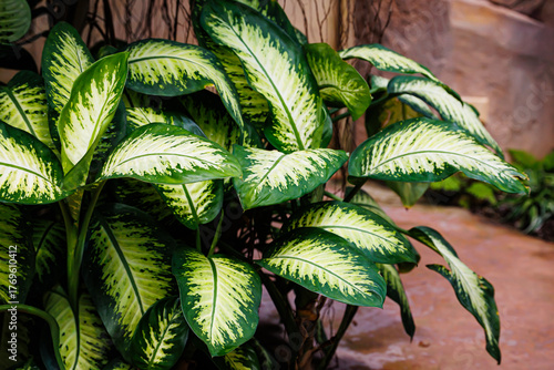 Vibrant green leaves of a tropical Dieffenbachia plant in a lush garden setting during bright daylight