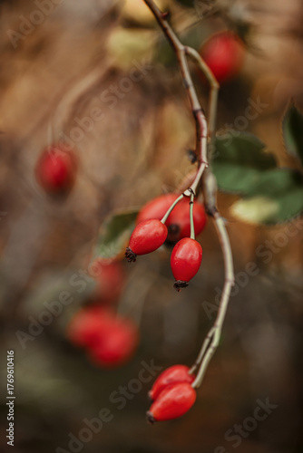 Red Wild Rose Hips on Thorny Branches