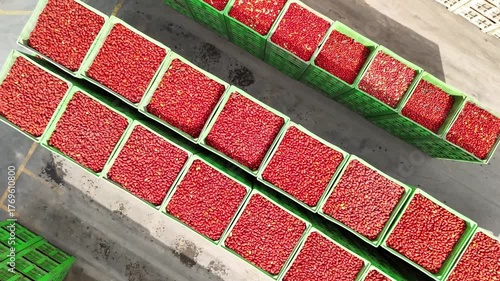 drone vista di casse di pomodori in stabilimento di lavorazione del pomodoro
