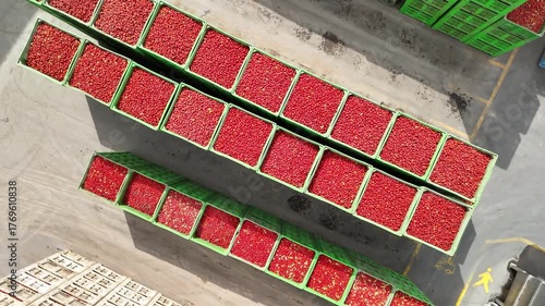 drone vista di casse di pomodori in stabilimento di lavorazione del pomodoro
