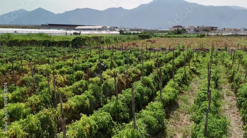 drone, vista su campo di pomodori