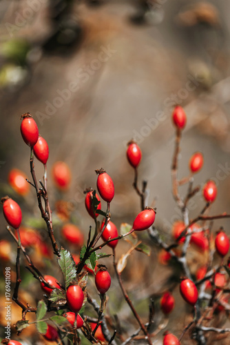 Wild Rose Hips on Shrub Thorny Branches
