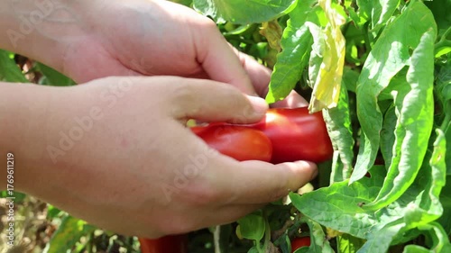 mani di uomo prendono pomodori San Marzano dalla pianta