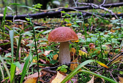 A white mushroom in the autumn forest