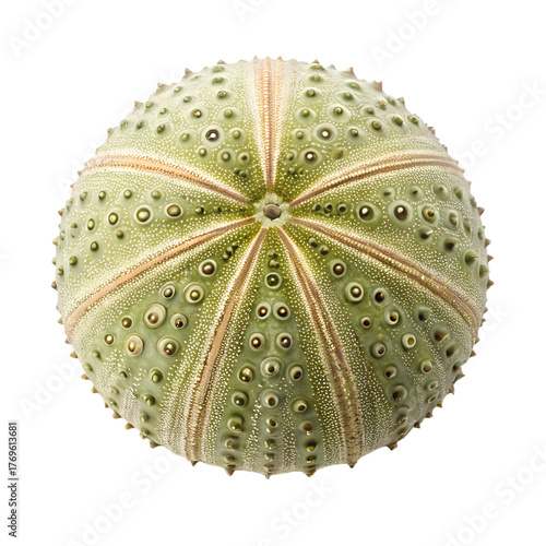 A close up of a sea urchin isolated on a transparent background