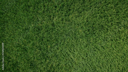 Green grass top view field texture pattern for sport item background
