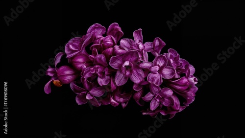 Dark purple orchid flower on black isolated background for design. Closeup. Nature. purple flower isolated on a black backdrop close up. Shades of purple. Berry wine lilac.