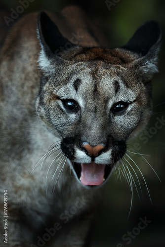 Cougar (Felis Concolor) american puma detail portrait