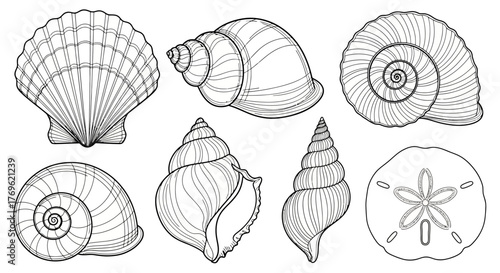 Detailed monochrome illustration of various seashell shapes and marine life designs