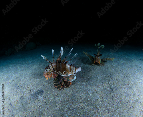 Two lionfish hunt in the sand during the dark sea night.