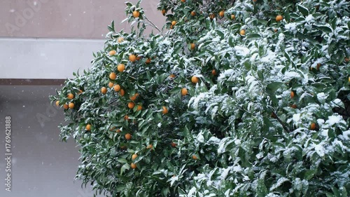 Snow is falling on orange trees in slow motion