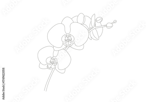 Delicate line drawing of an elegant orchid plant with multiple open blooms and buds.
