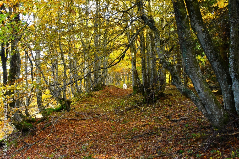Obraz premium Beautiful temperate, deciduous, broadleaf beech forest in autumn