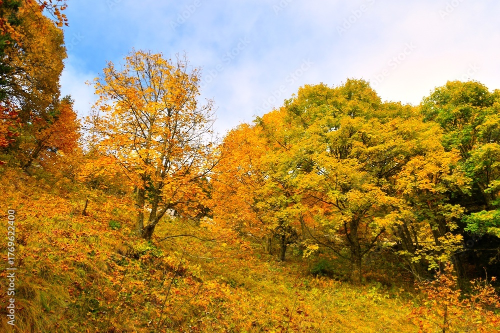 Obraz premium Yellow and orange colored sycamore maple trees on a slope in autumn