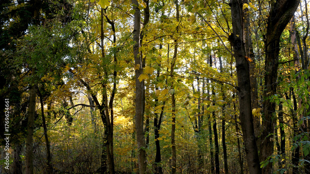 Fototapeta premium Golden leaves dance in a tranquil autumn forest near twilight
