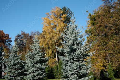 Colorful autumn trees in a serene natural park setting