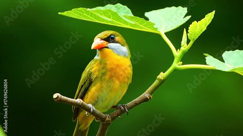 A vibrant yellow bird with an orange beak perched on a branch with green leaves