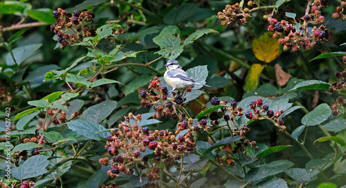 Blue tits feeding on blackberries