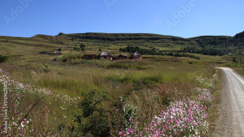 Dirt roads in the QwaQwa villages, located in the mountainous region of the Free State province in South Africa. Trees and plants like Wild Dagga in the foreground. Mountains in the background. 